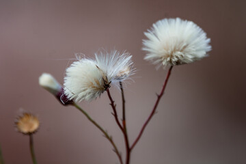 dandelion seed head