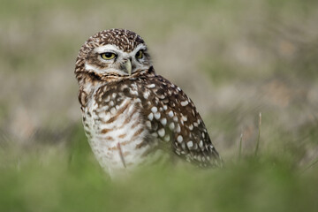owl on a branch