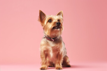 Canine charm a Yorkshire Terrier full of personality AI generative