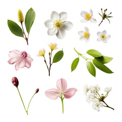 pink and white flowers isolated on transparent background cutout