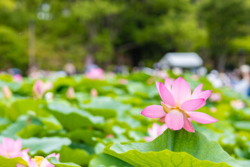 ハスの花