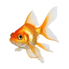 Fotobehang gold fish isolated on transparent background cutout © Papugrat