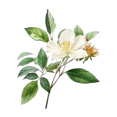 Obraz premium bouquet of flowers watercolor isolated on transparent background cutout