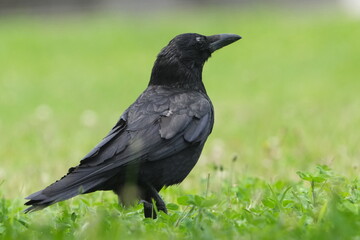 crow is in a field
