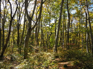 Mt Daisen, the marvelous scenery at Japan’s third national park