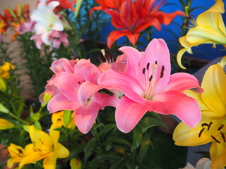 Tottori Hanakairo Flower Park, Enjoy beautiful flowers and a view of mount Daisen