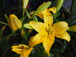 Tottori Hanakairo Flower Park, Enjoy beautiful flowers and a view of mount Daisen
