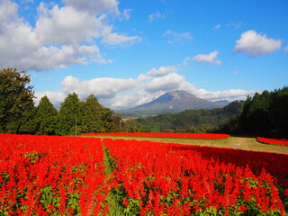 Tottori Hanakairo Flower Park, Enjoy beautiful flowers and a view of mount Daisen
