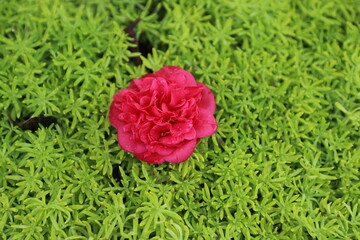 Red orange peony on green succulent