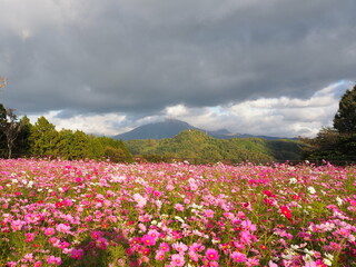 Tottori Hanakairo Flower Park, Enjoy beautiful flowers and a view of mount Daisen