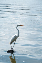 Graceful Serenity: A Heron's Reflection on a Tranquil Lake