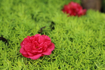 Two peonies fell on the green succulent plant. 