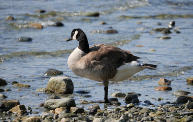 Canadian Goose standing on the beach at Porteau Cove Provincial Park, British Columbia, Canada