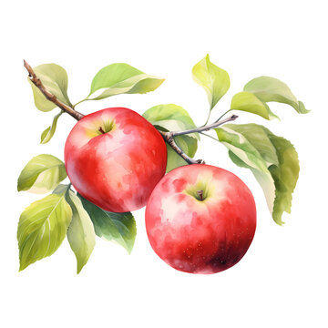 Red apple branches watercolor isolated, Generative AI