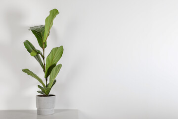 Beautiful ficus plant in pot on white table indoors, space for text. House decor