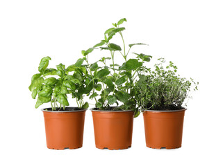 Obraz na płótnie Canvas Different aromatic potted herbs on white background
