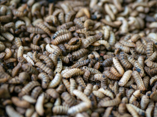 Close up of Black soldier fly (BSF) larvae or maggot, Hermetia Illucens  insect farms for fish and poultry feed
