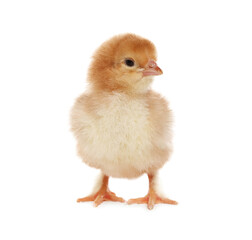 Cute fluffy baby chicken on white background