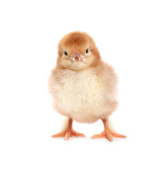 Obraz premium Cute fluffy baby chicken on white background