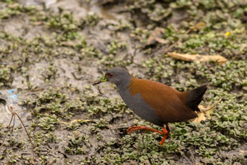 Black tailed Crake bird with selective focus on subject and blur background