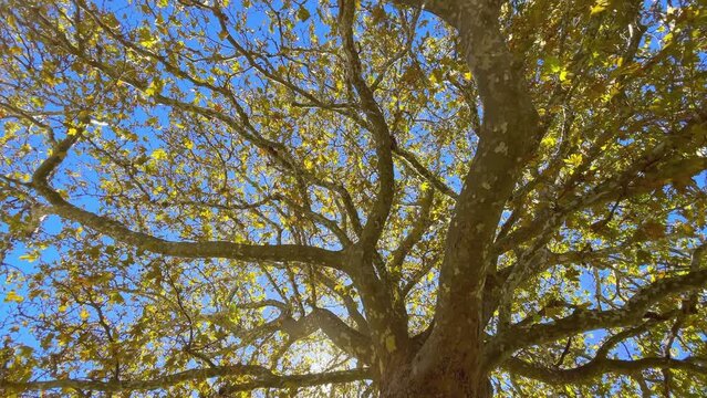 Wide angle 4K video of huge Platanus tree with a big branches litted with warm autumn sun beams through a yellow foliage in Monastery of Agios Gerasimos par on Cephalonia island, Greece.