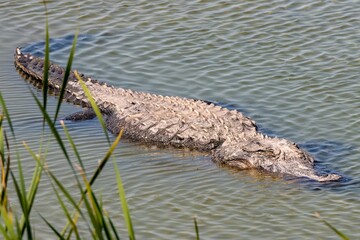 alligator in the water