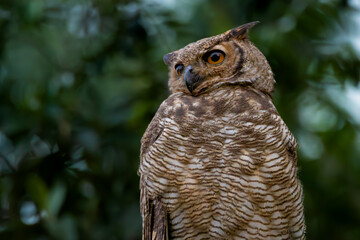 great horned owl