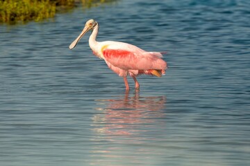 rosate spoonbill