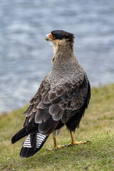 Close-up of Carancho from the front.