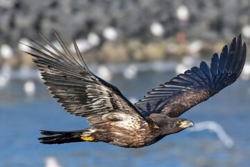 eagle in flight
