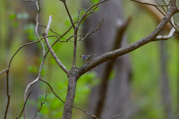 Black and White Warbler with an Insect