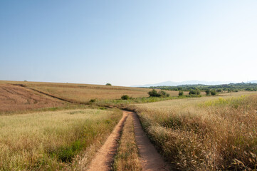 Fototapeta na wymiar Country summer landscape, dirt road in the field