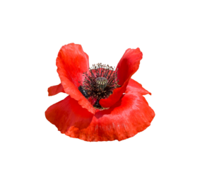Red poppy isolated cutout on transparent