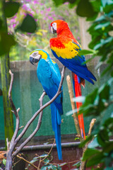 red and yellow macaw