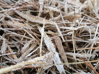 frozen dew on dry grass