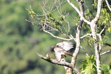 Jamaican red-tailed hawk (Buteo jamaicensis jamaicensis) in Jamaica