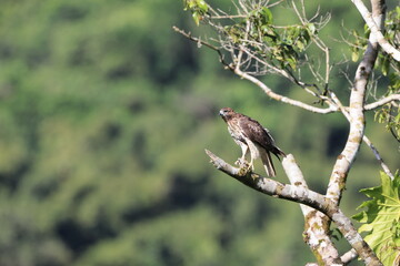 Jamaican red-tailed hawk (Buteo jamaicensis jamaicensis) in Jamaica