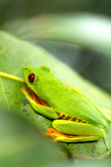 tropical green frog in a green leaf from the tropical forest of Costa RIca