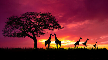 Amazing sunset and sunrise.Panorama silhouette tree in africa with sunset.Tree silhouetted against a setting sun.Dark tree on open field dramatic sunrise.Safari theme.Giraffes