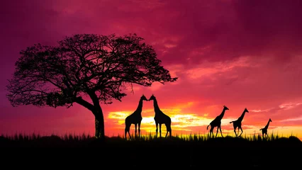 Velvet curtains Bordeaux Amazing sunset and sunrise.Panorama silhouette tree in africa with sunset.Tree silhouetted against a setting sun.Dark tree on open field dramatic sunrise.Safari theme.Giraffes