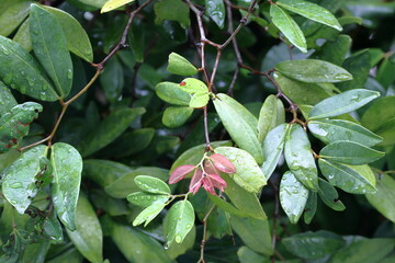 pink and green leaves