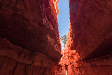 Landscape of Bryce Canyon National Park in Utah