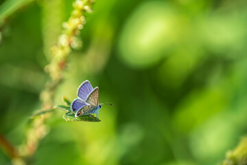 butterfly on a green leaf