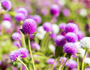 Fototapeta premium field of flowers