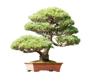 Rolgordijnen 盆栽 © maruboland