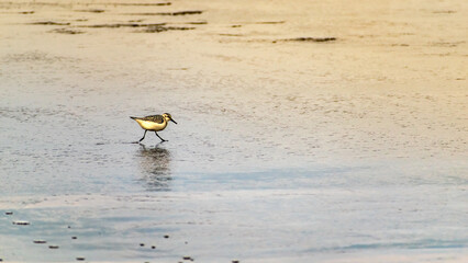 bird on the water