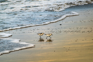 birds on the beach