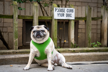 Adorable pug posing in front of sign