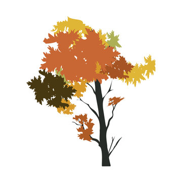 Isolated colored autumn tree image Vector