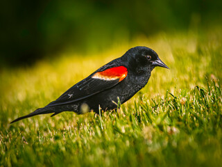  Male red-winged blackbird  in a warm morning sun,  perching in the grass, blurred background